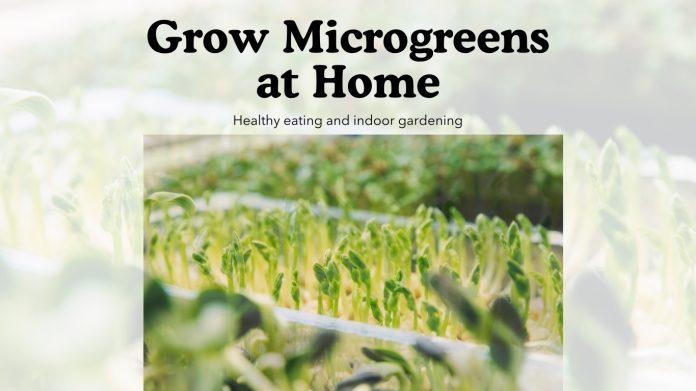 Grow Microgreens at Home