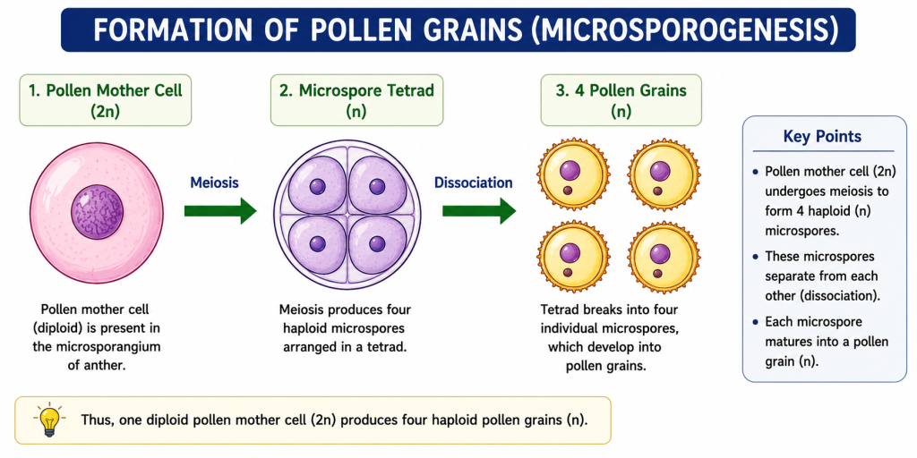 Sexual Reproduction in Flowering Plants Class 12 Biology Notes