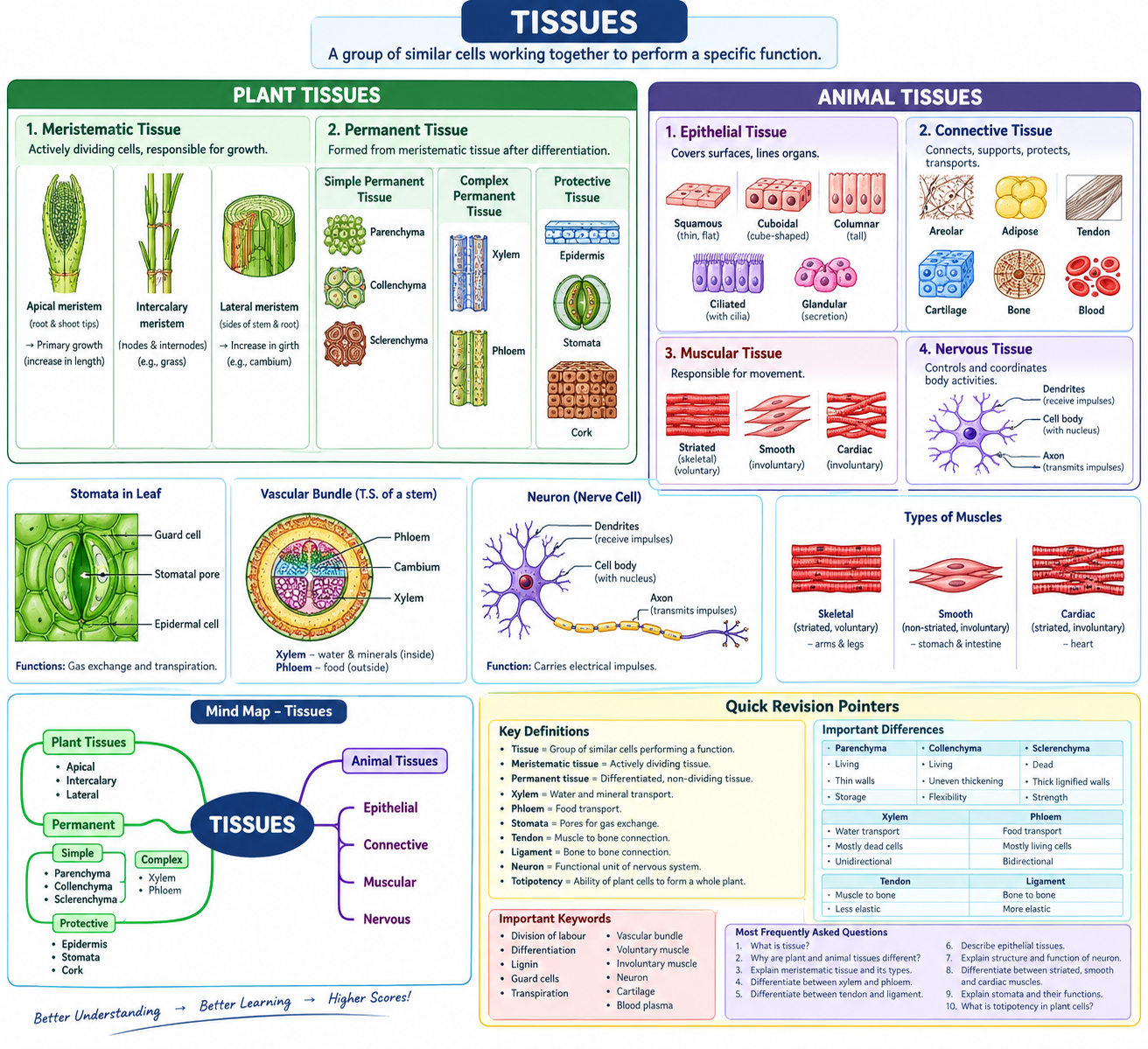 Tissues Class 9 Biology Notes – CBSE & ICSE | Complete Chapter Notes